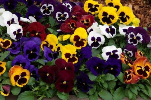 Самые лучшие сорта виолы. Виола (50 фото): виды, уход и посадка в открытом грунте