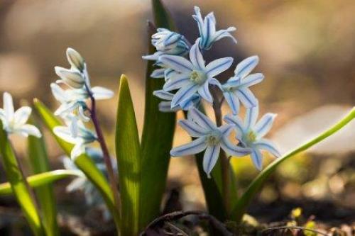 Самые лучшие сорта виолы. Виола (50 фото): виды, уход и посадка в открытом грунте