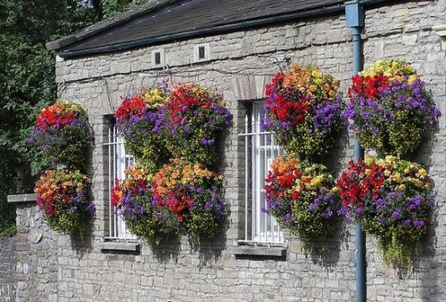 Время посева ампельной виолы. Когда сеять виолу на рассаду 05 Время посева ампельной виолы. Когда сеять виолу на рассаду 05