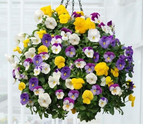 Время посева ампельной виолы. Когда сеять виолу на рассаду 04 Время посева ампельной виолы. Когда сеять виолу на рассаду 04