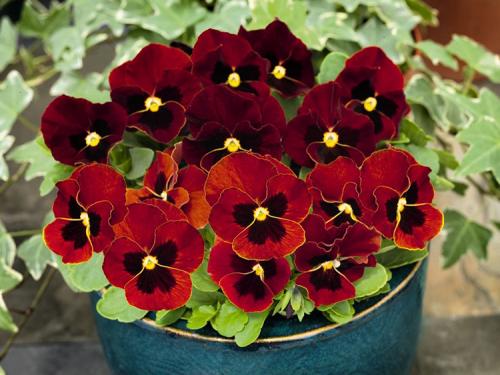 Виды и сорта виол. Выращивание виолы на приусадебном участке: советы и правила