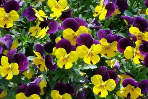 Самые лучшие сорта виолы. Виола (50 фото): виды, уход и посадка в открытом грунте