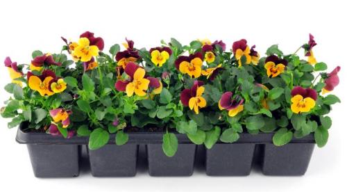 Виды и сорта виол. Выращивание виолы на приусадебном участке: советы и правила 09