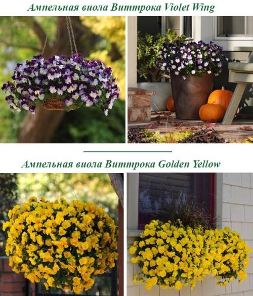 Самые крупные сорта виолы. Виола Виттрока (Viola Wittrockiana)