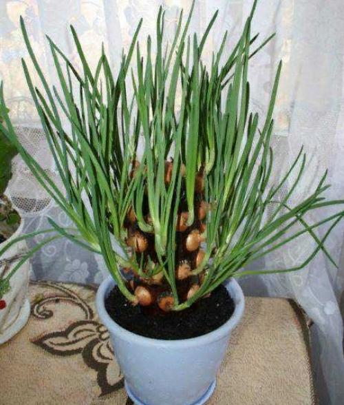 Что можно посадить в кашпо дома. Зеленый лук