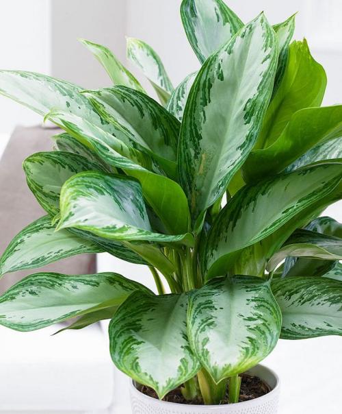 17 растений ИДЕАЛЬНЫХ для ВАННОЙ КОМНАТЫ. 10 неприхотливых растений для ванной комнаты. Стоит ли ставить здесь цветы с такой влажностью?