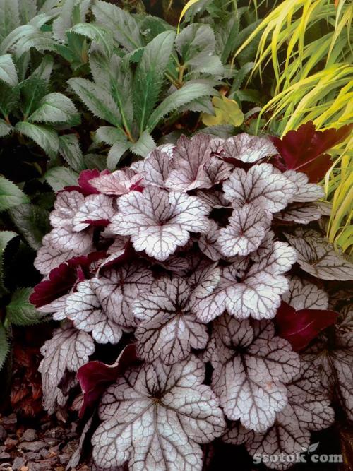 Многолетние тенелюбивые растения для сада. Десять лучших многолетних тенелюбивых растений и цветов для сада 03