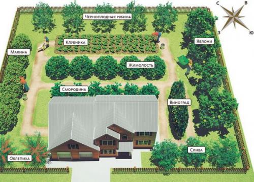 Деревья для дачного участка. Составление плана
