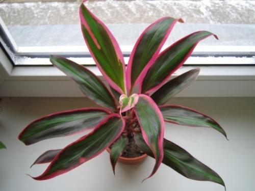 10 самых теневыносливых растений. 10 теневыносливых комнатных растений 07