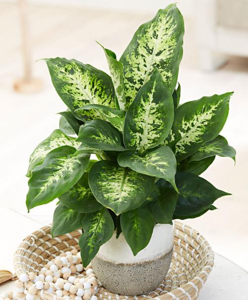 17 растений ИДЕАЛЬНЫХ для ВАННОЙ КОМНАТЫ. 10 неприхотливых растений для ванной комнаты. Стоит ли ставить здесь цветы с такой влажностью?