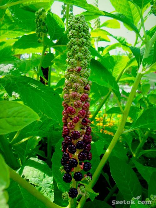 Многолетние тенелюбивые растения для сада. Десять лучших многолетних тенелюбивых растений и цветов для сада 02