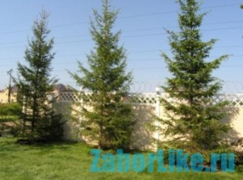 Правила посадки растений на дачном участке. Высаживаем деревья и кустарники согласно правилам