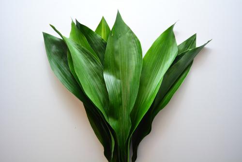 17 растений ИДЕАЛЬНЫХ для ВАННОЙ КОМНАТЫ. 10 неприхотливых растений для ванной комнаты. Стоит ли ставить здесь цветы с такой влажностью?