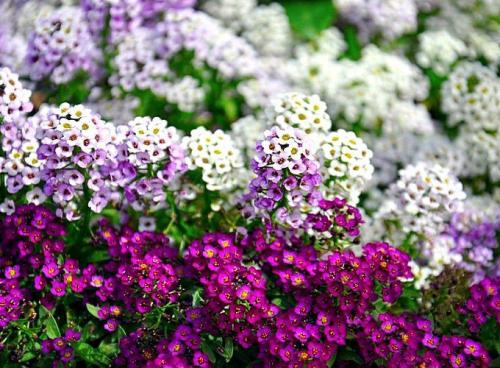 Редкие растения для посадки на садовом участке. Неприхотливые однолетние цветы для дачи: 22 вида