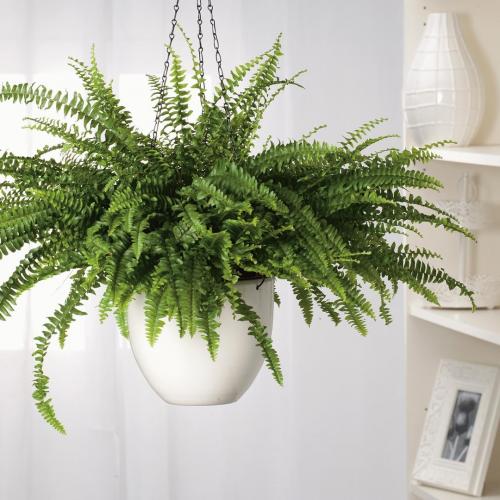 17 растений ИДЕАЛЬНЫХ для ВАННОЙ КОМНАТЫ. 10 неприхотливых растений для ванной комнаты. Стоит ли ставить здесь цветы с такой влажностью?