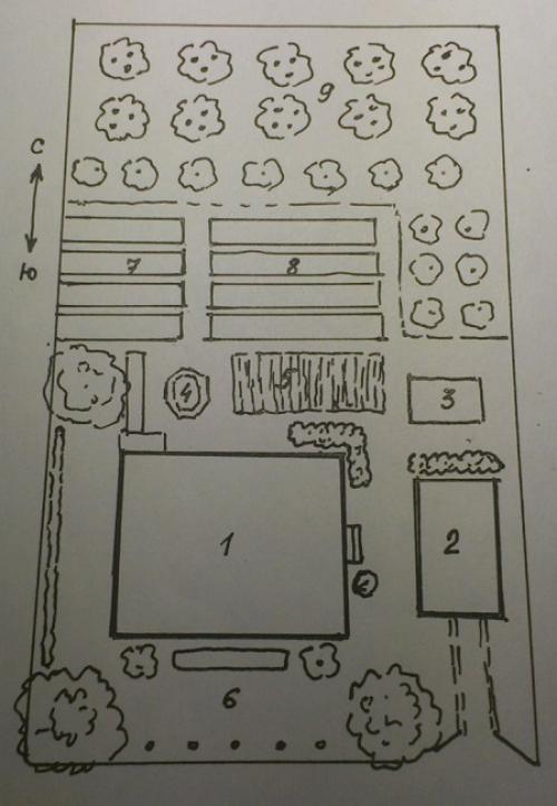 Деревья для дачного участка. Составление плана