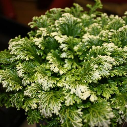 17 растений ИДЕАЛЬНЫХ для ВАННОЙ КОМНАТЫ. 10 неприхотливых растений для ванной комнаты. Стоит ли ставить здесь цветы с такой влажностью?