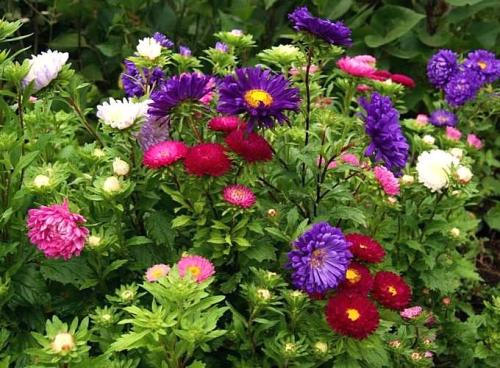 Редкие растения для посадки на садовом участке. Неприхотливые однолетние цветы для дачи: 22 вида