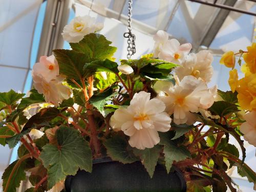 17 растений ИДЕАЛЬНЫХ для ВАННОЙ КОМНАТЫ. 10 неприхотливых растений для ванной комнаты. Стоит ли ставить здесь цветы с такой влажностью?