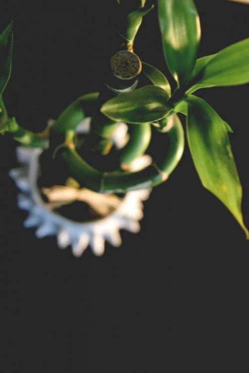 17 растений ИДЕАЛЬНЫХ для ВАННОЙ КОМНАТЫ. 10 неприхотливых растений для ванной комнаты. Стоит ли ставить здесь цветы с такой влажностью? 17