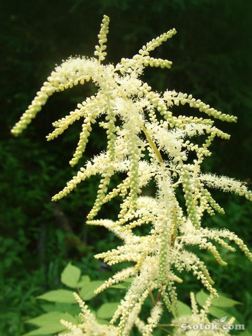 Многолетние тенелюбивые растения для сада. Десять лучших многолетних тенелюбивых растений и цветов для сада 05