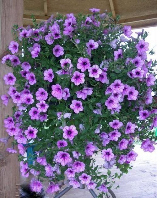 Кашпо для цветов подвесные. Любителям подвесных кашпо для сада, созданных своими руками