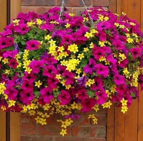 Кашпо для цветов подвесные. Любителям подвесных кашпо для сада, созданных своими руками