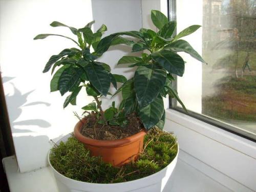 Дренаж для кашпо. Как сделать дренаж для комнатных растений своими руками