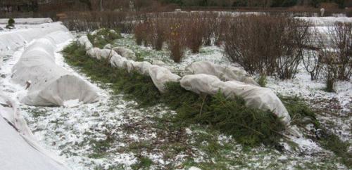 Подготовка сада к зиме. Добавление статьи в новую подборку 09 Подготовка сада к зиме. Добавление статьи в новую подборку 09