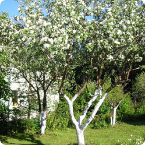 Как подготовить к зиме. КАК ПОДГОТОВИТЬ САД К ЗИМЕ