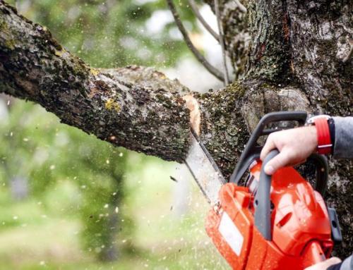 Подготовка растений к зиме. Подготовка плодовых деревьев к зиме