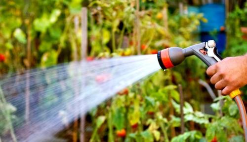 Подготовка растений к зиме. Подготовка плодовых деревьев к зиме