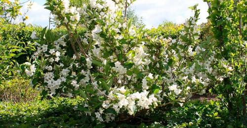 Растение с мелкими белыми цветами. Кустарники цветущие белыми цветами