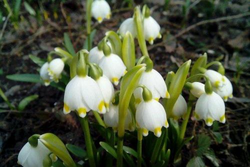 Растение с белыми цветами. Белые цветы: названия, фото и описания (каталог)