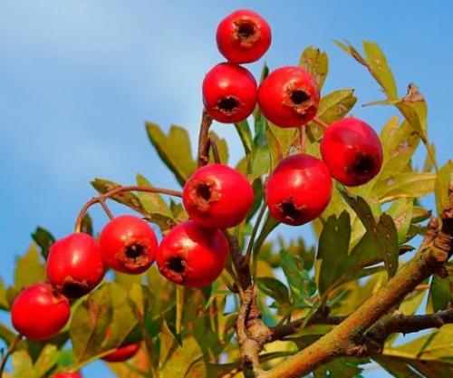 Растение с мелкими белыми цветами. Кустарники цветущие белыми цветами