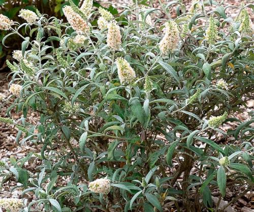 Растение с мелкими белыми цветами. Кустарники цветущие белыми цветами