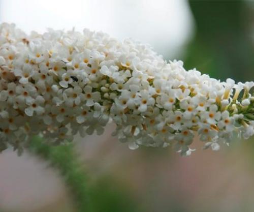 Растение с мелкими белыми цветами. Кустарники цветущие белыми цветами