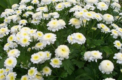 Редкие многолетники с белыми цветками. Многолетники, цветущие белыми цветами, низкорослые и неприхотливые, цветущие все лето