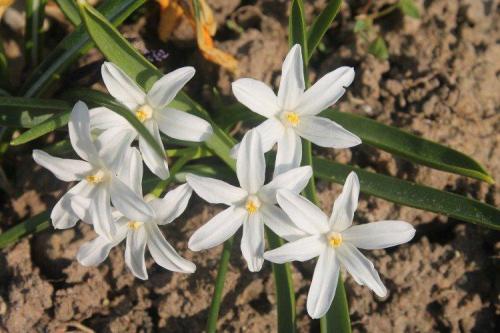 Растение с белыми цветами. Белые цветы: названия, фото и описания (каталог)