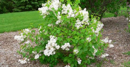 Растение с мелкими белыми цветами. Кустарники цветущие белыми цветами