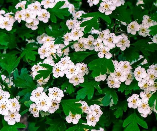 Растение с мелкими белыми цветами. Кустарники цветущие белыми цветами