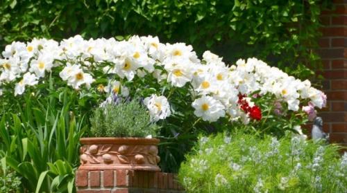 Многолетние цветы с мелкими белыми цветами. Популярные белые садовые цветы