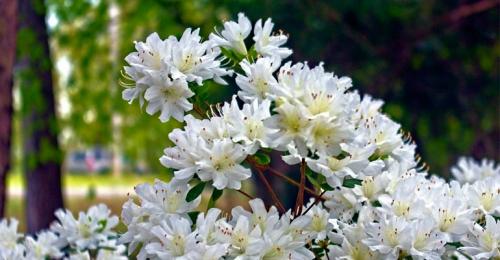 Растение с мелкими белыми цветами. Кустарники цветущие белыми цветами