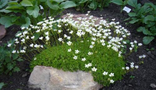 Редкие многолетники с белыми цветками. Многолетники, цветущие белыми цветами, низкорослые и неприхотливые, цветущие все лето