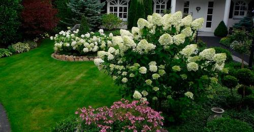 Растение с мелкими белыми цветами. Кустарники цветущие белыми цветами