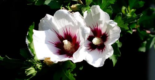 Растение с мелкими белыми цветами. Кустарники цветущие белыми цветами