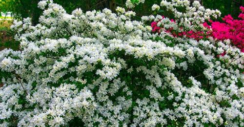 Растение с мелкими белыми цветами. Кустарники цветущие белыми цветами