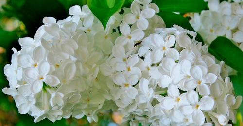 Растение с мелкими белыми цветами. Кустарники цветущие белыми цветами