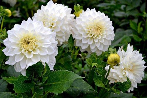 Растение с белыми цветами. Белые цветы: названия, фото и описания (каталог)