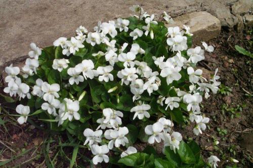 Растение с белыми цветами. Белые цветы: названия, фото и описания (каталог)